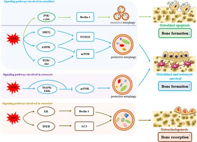 Autophagy in Bone Remodeling: A Regulator of Oxidative Stress